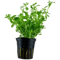 Tropica PCS Pot Bacopa monnieri Compact x 3 Akvarieplanter
