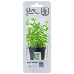 Tropica PCS Pot Bacopa monnieri Compact x 3 Akvarieplanter