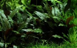 New Tropica PCS Pot Cryptocoryne beckettii Petchii x 3 Akvarieplanter