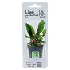 New Tropica PCS Pot Cryptocoryne beckettii Petchii x 3 Akvarieplanter