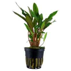 New Tropica PCS Pot Cryptocoryne beckettii Petchii x 3 Akvarieplanter