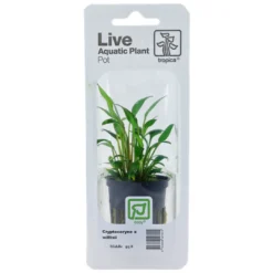 New Tropica PCS Pot Cryptocoryne x willisii x 3 Akvarieplanter