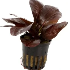 Tropica PCS Pot Echinodorus Reni x 3 Akvarieplanter