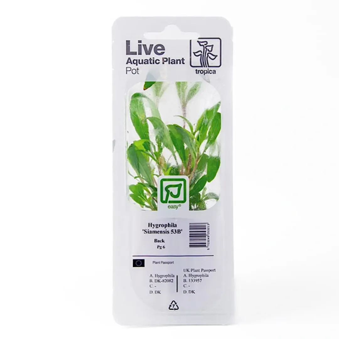 Clearance Tropica PCS Pot Hygrophila Siamensis 53B x 3 Akvarieplanter