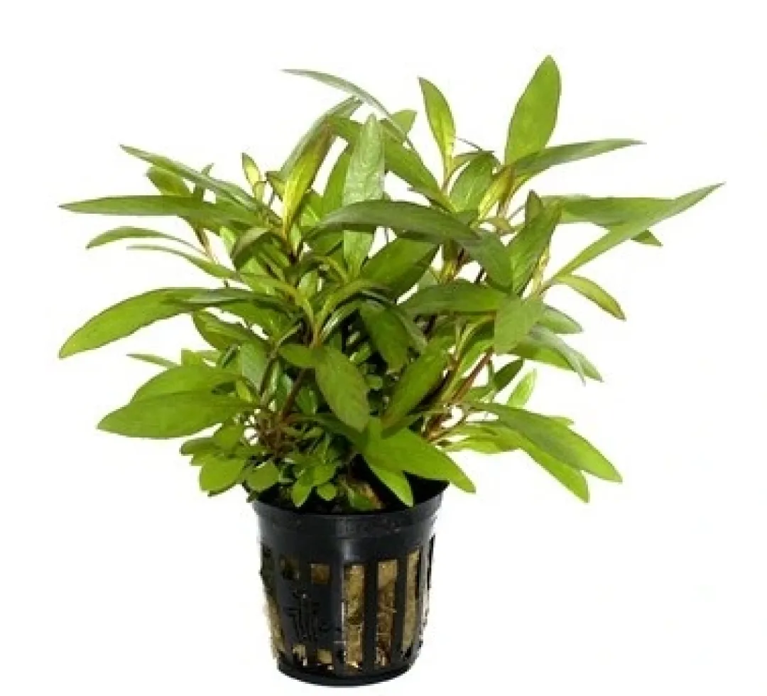 Clearance Tropica PCS Pot Hygrophila Siamensis 53B x 3 Akvarieplanter