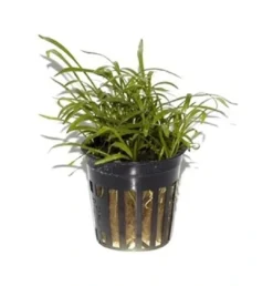 New Tropica PCS Pot Lilaeopsis brasiliensis x 3 Akvarieplanter