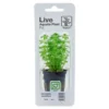 Tropica PCS Pot Limnophila sessiliflora x 3 Akvarieplanter