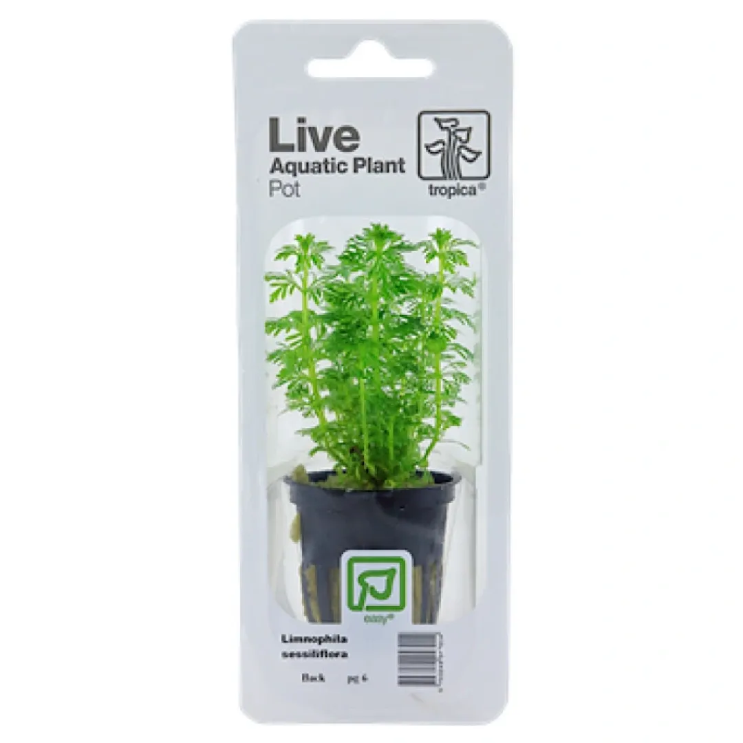 Tropica PCS Pot Limnophila sessiliflora x 3 Akvarieplanter