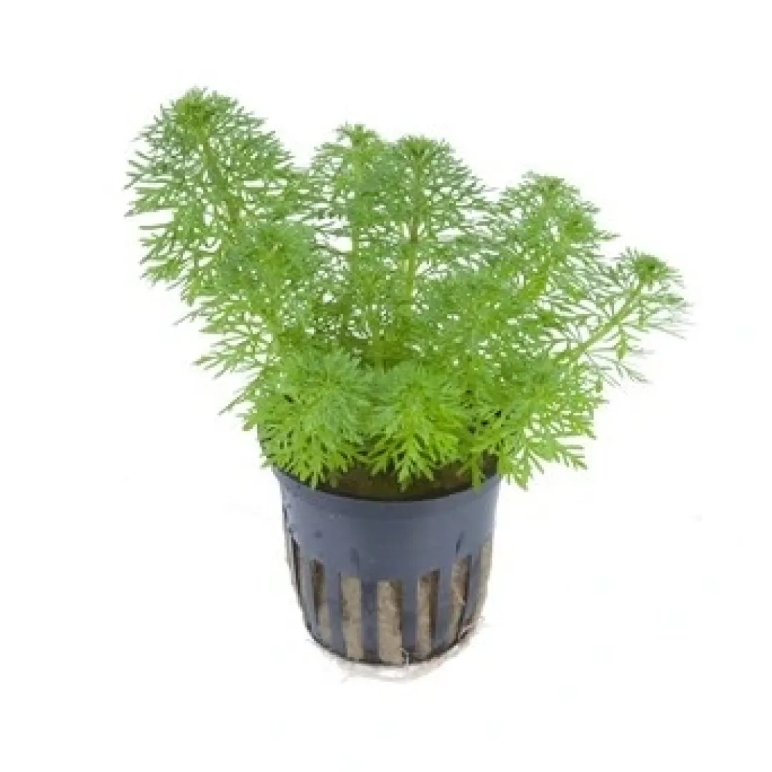 Tropica PCS Pot Limnophila sessiliflora x 3 Akvarieplanter