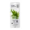 Best Tropica PCS Pot Microsorum pteropus Narrow x 3 Akvarieplanter
