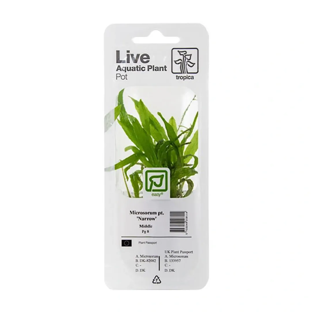 Best Tropica PCS Pot Microsorum pteropus Narrow x 3 Akvarieplanter