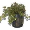 Online Tropica PCS Pot Rotala rotundifolia x 3 Akvarieplanter