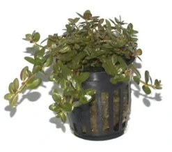 Online Tropica PCS Pot Rotala rotundifolia x 3 Akvarieplanter