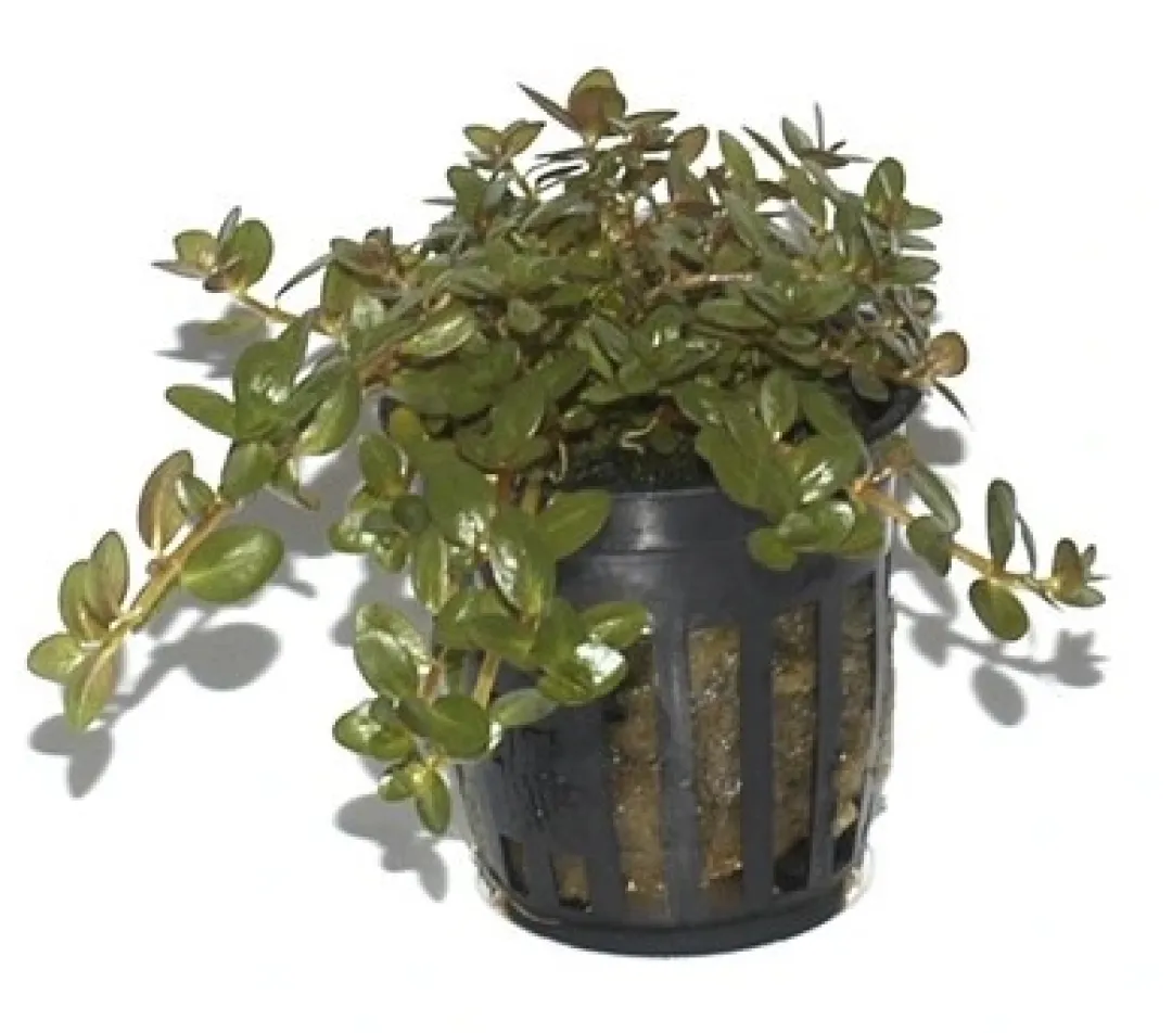 Online Tropica PCS Pot Rotala rotundifolia x 3 Akvarieplanter