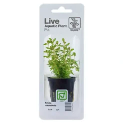Online Tropica PCS Pot Rotala rotundifolia x 3 Akvarieplanter