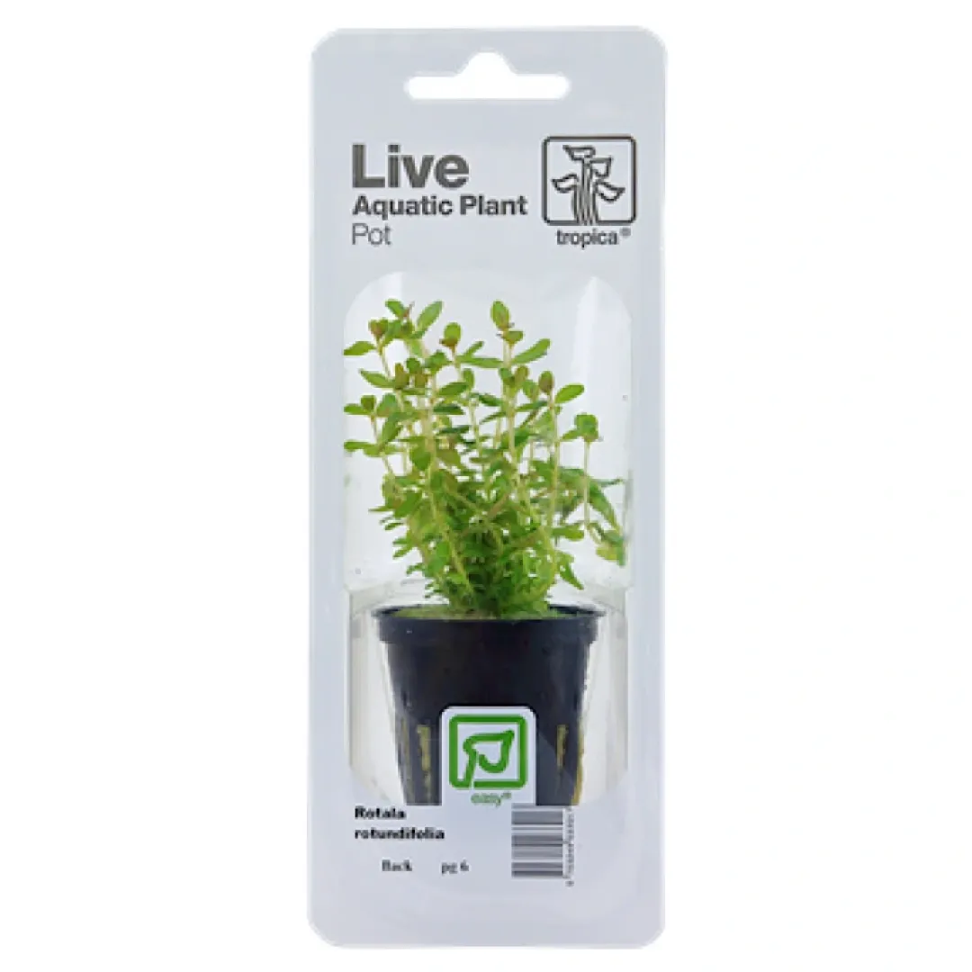 Online Tropica PCS Pot Rotala rotundifolia x 3 Akvarieplanter