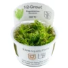 Best Tropica Pogostemon deccanensis 1-2-GROW x 3 Akvarieplanter