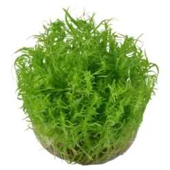Best Tropica Pogostemon deccanensis 1-2-GROW x 3 Akvarieplanter
