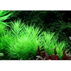 Best Tropica Pogostemon deccanensis 1-2-GROW x 3 Akvarieplanter