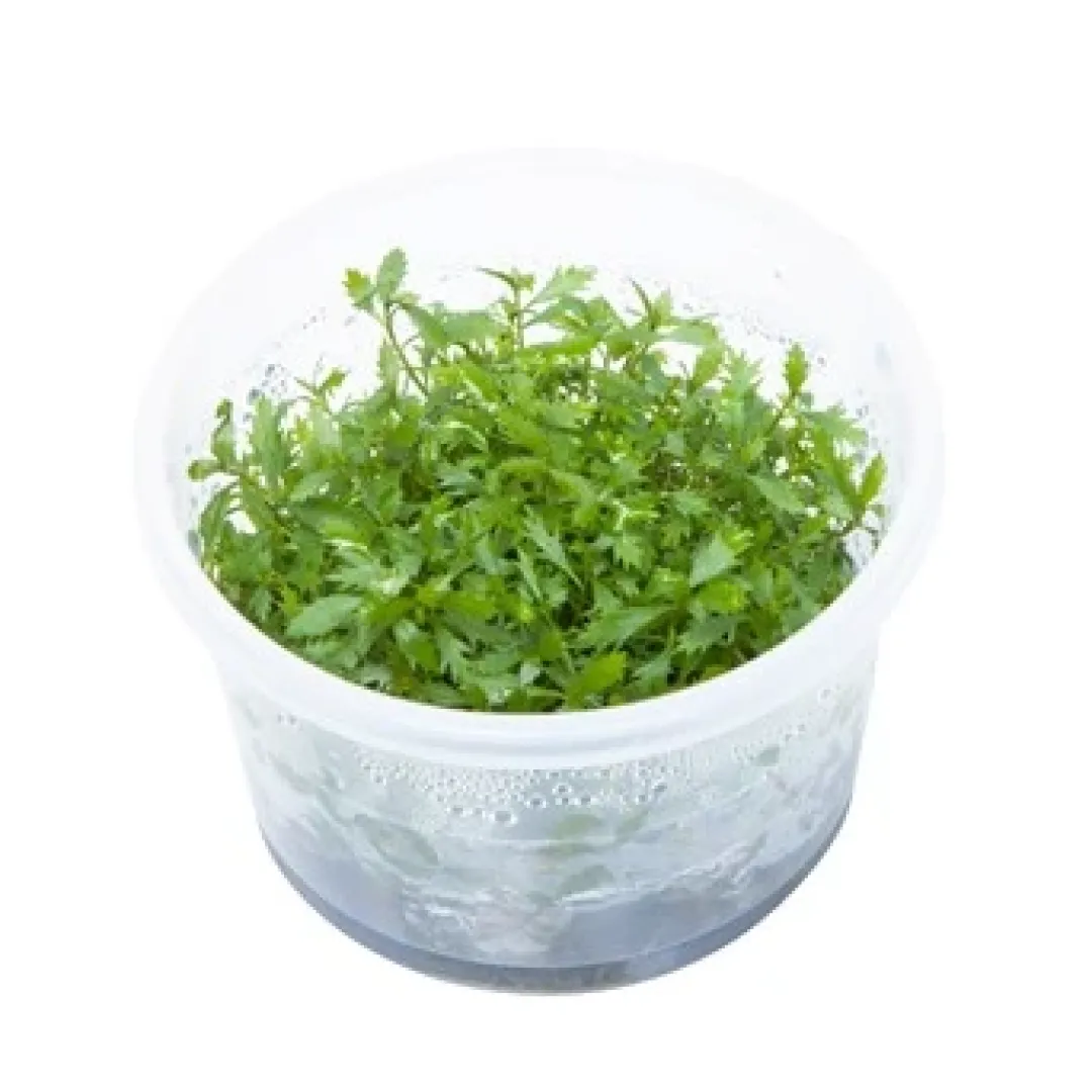 Clearance Tropica Proserpinaca palustris 1-2-GROW x 3 Akvarieplanter