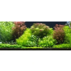 Clearance Tropica Proserpinaca palustris 1-2-GROW x 3 Akvarieplanter