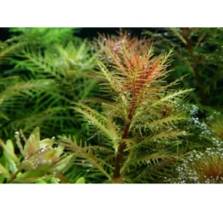 Clearance Tropica Proserpinaca palustris 1-2-GROW x 3 Akvarieplanter