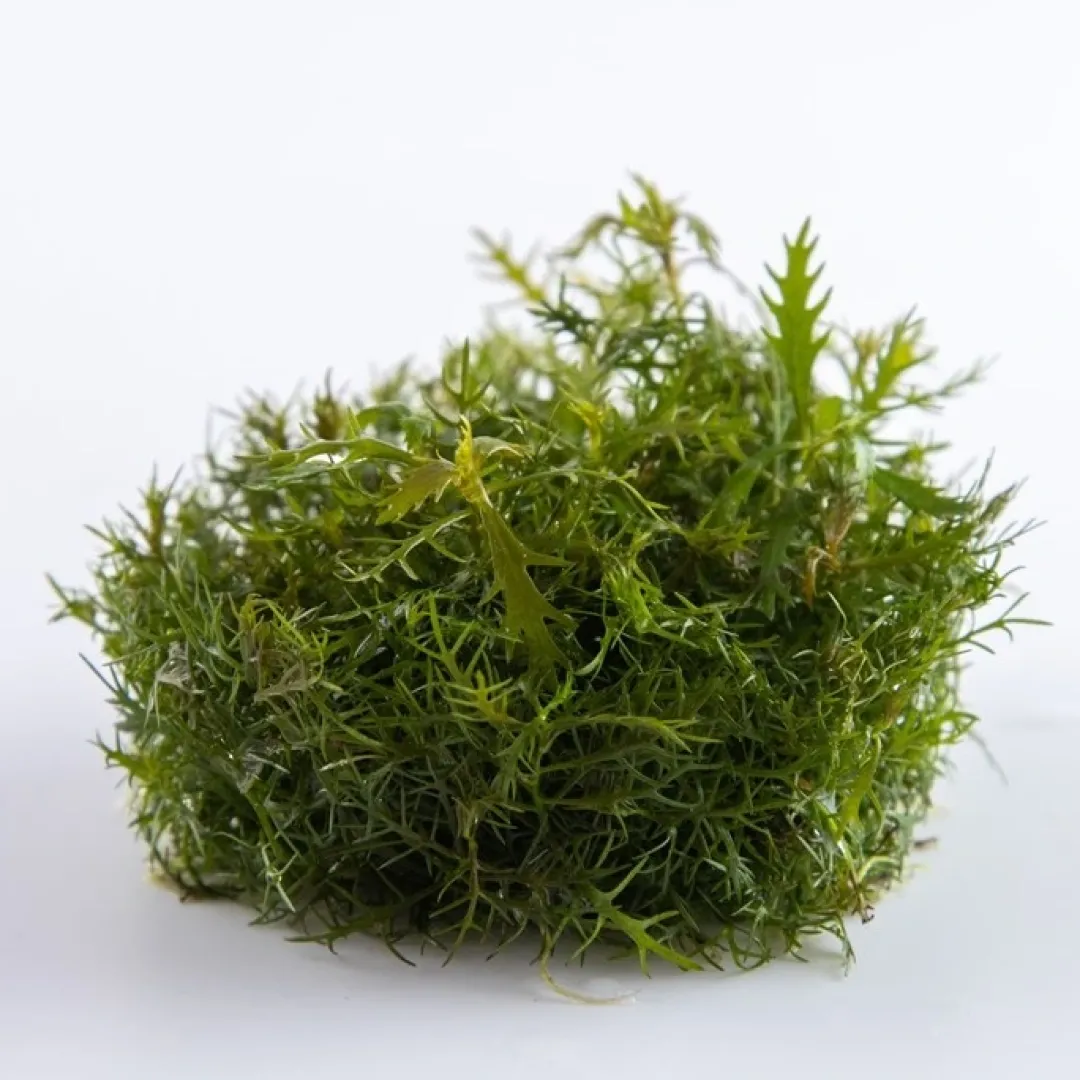 Clearance Tropica Proserpinaca palustris 1-2-GROW x 3 Akvarieplanter
