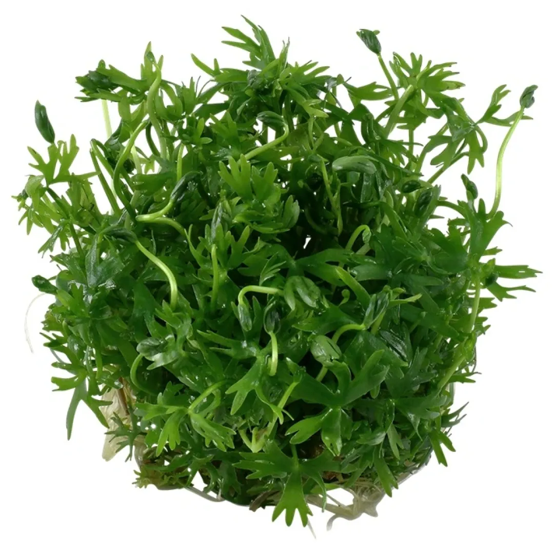 Hot Tropica Ranunculus inundatus 1-2-GROW Akvarieplanter