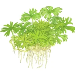 Hot Tropica Ranunculus inundatus 1-2-GROW Akvarieplanter