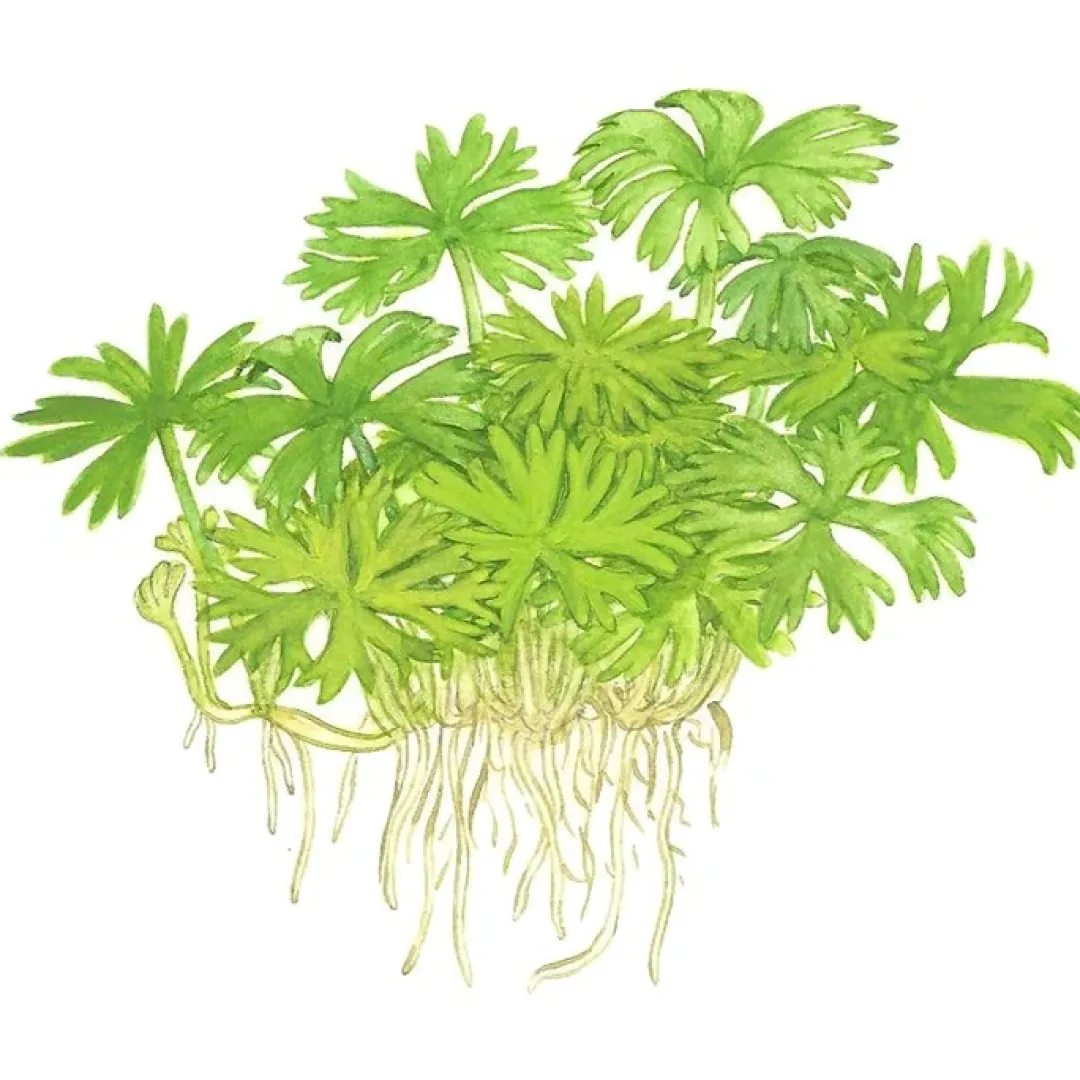 Hot Tropica Ranunculus inundatus 1-2-GROW Akvarieplanter
