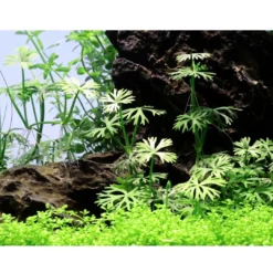 Hot Tropica Ranunculus inundatus 1-2-GROW Akvarieplanter