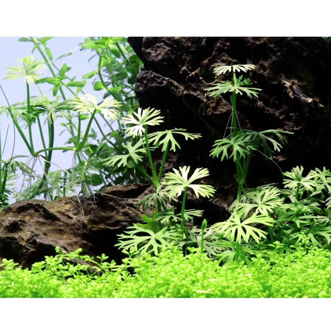 Hot Tropica Ranunculus inundatus 1-2-GROW Akvarieplanter