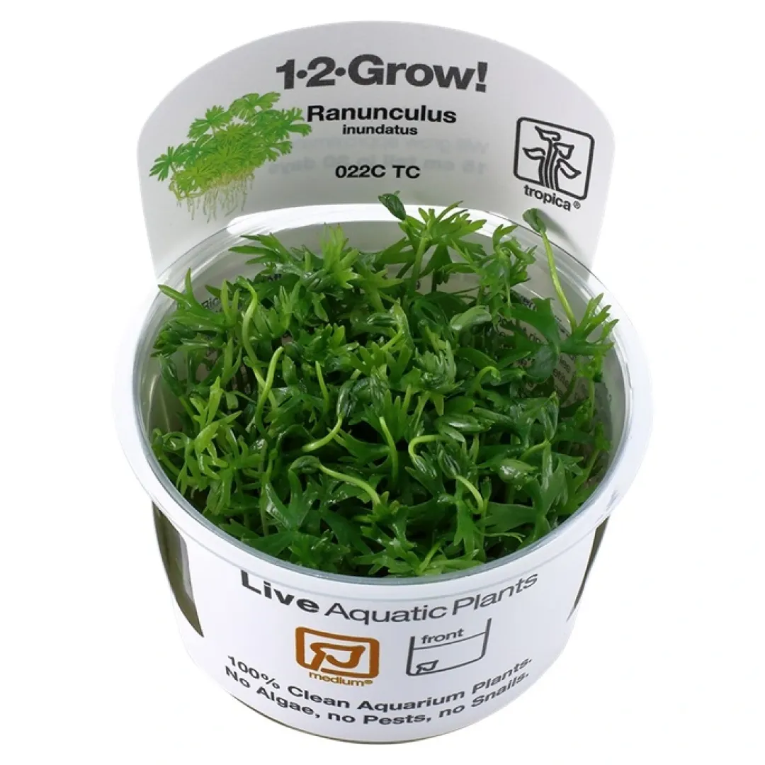 Hot Tropica Ranunculus inundatus 1-2-GROW Akvarieplanter