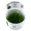 Outlet Tropica Riccia fluitans 1-2-GROW Akvarieplanter