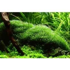 Outlet Tropica Riccia fluitans 1-2-GROW Akvarieplanter