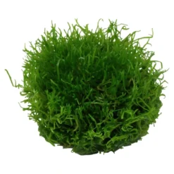 Outlet Tropica Riccia fluitans 1-2-GROW Akvarieplanter
