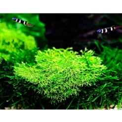 Outlet Tropica Riccia fluitans 1-2-GROW Akvarieplanter