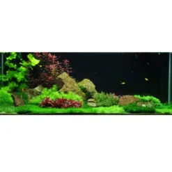Outlet Tropica Riccia fluitans 1-2-GROW Akvarieplanter