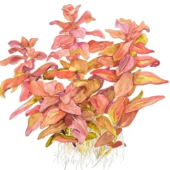 Best Tropica Rotala macrandra Japan 1-2-GROW x 3 Akvarieplanter