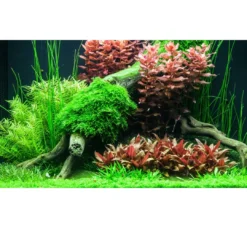 Best Tropica Rotala macrandra Japan 1-2-GROW x 3 Akvarieplanter