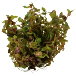 Best Tropica Rotala macrandra Japan 1-2-GROW x 3 Akvarieplanter
