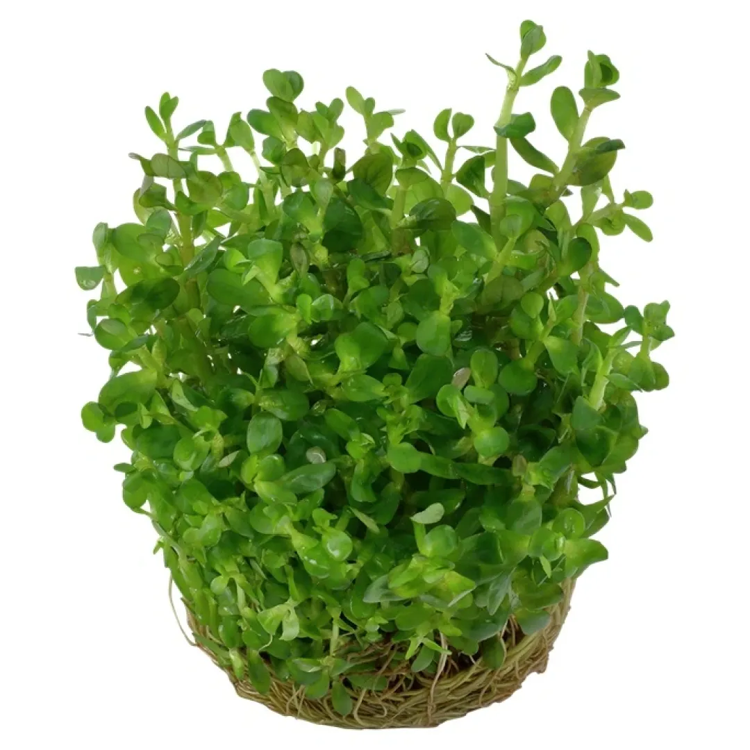 Online Tropica Rotala sp. bonsai 1-2-GROW x 3 Akvarieplanter