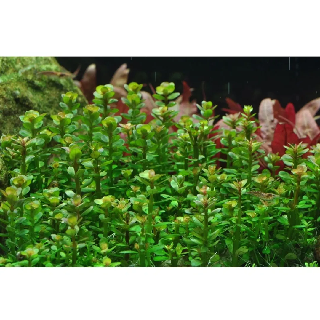 Online Tropica Rotala sp. bonsai 1-2-GROW x 3 Akvarieplanter