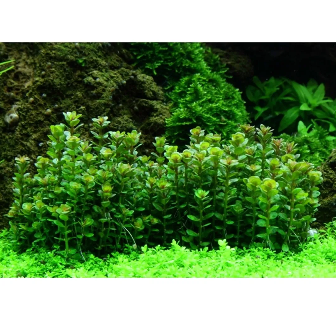 Online Tropica Rotala sp. bonsai 1-2-GROW x 3 Akvarieplanter