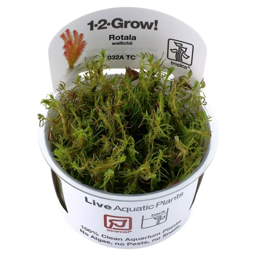 Best Tropica Rotala wallichii 1-2-GROW x 3 Akvarieplanter