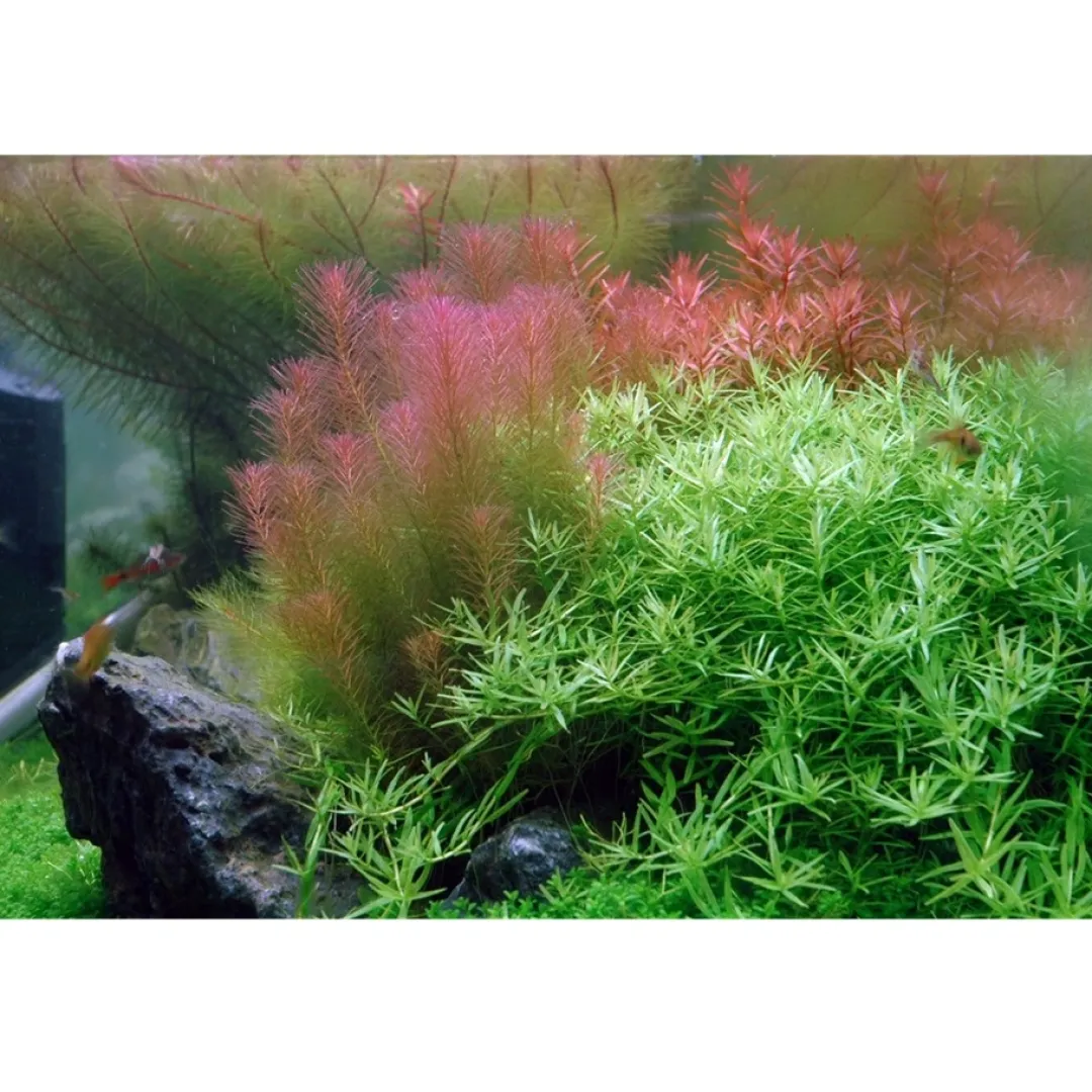Best Tropica Rotala wallichii 1-2-GROW x 3 Akvarieplanter