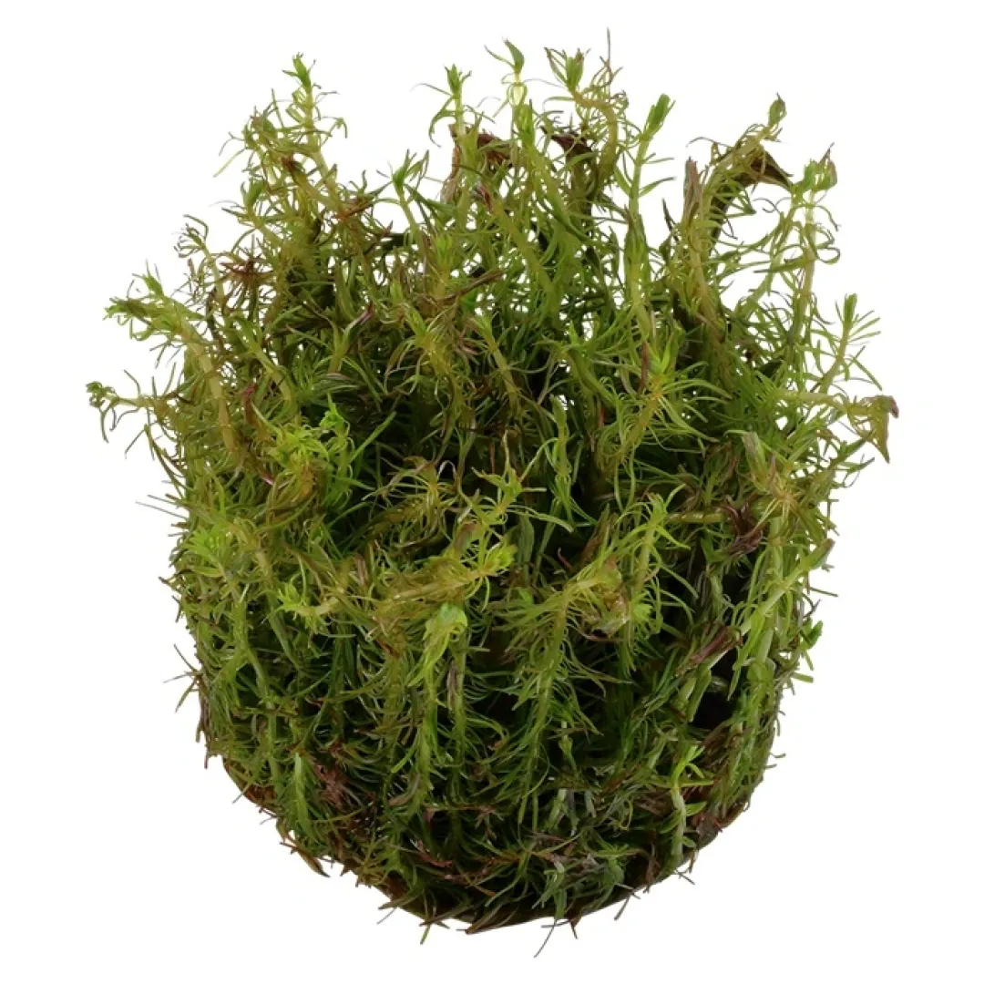 Best Tropica Rotala wallichii 1-2-GROW x 3 Akvarieplanter