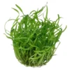 Best Tropica Sagittaria subulata 1-2-GROW Akvarieplanter