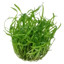 Best Tropica Sagittaria subulata 1-2-GROW Akvarieplanter