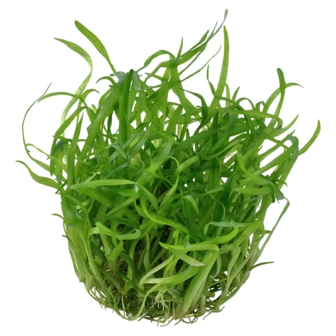 Best Tropica Sagittaria subulata 1-2-GROW Akvarieplanter